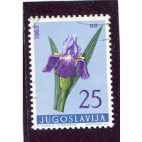 Югославия. Флора. Цветы