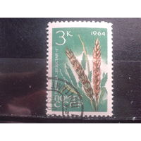 1964 Пшеница