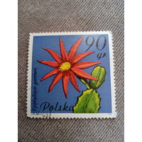 Польша 1981. Цветы. Epiphyllopsis gaertneri