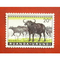 Руанда-Урунди. Африканский буйвол. ( 1 марка ) 1959 года. 10-4.
