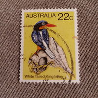 Австралия. Фауна. White Tailed Kingfisher