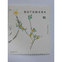 Ботсвана. Цветы.