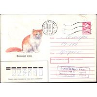 1989 год ХМК Персидская кошка 89-108 3