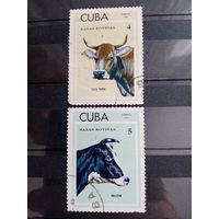 Куба 1973. Коровы. Домашний скот