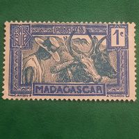 Мадагаскар 1935. Погонщик буйволов