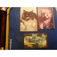 Календарик карманный коты кошки