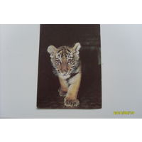 Открытка фото Бавыкина "Амурский тигренок" 1988 год