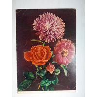 Самсонов Г., Астра, роза и циния. 1959 год #0008-FL1P04