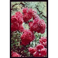 1972 год Р.Папикьян Полиантовые розы