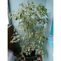 Фикус Бенджамина / Ficus benjamina - 1,5 метра