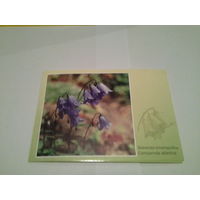 Карточка 2002 цветы