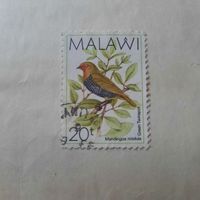 Малави. Фауна. Птицы. Mandingoa Nitidula