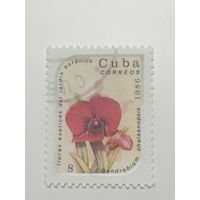 Куба 1986. Экзотические растения. Цветы.