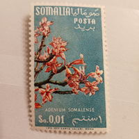 Сомали. Флора. Adenium Somalense
