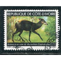 Кот-д.Ивуар. Фауна. желтоспинный дукар
