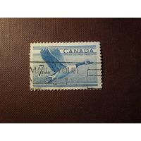 Канада 1952 г.Канадская казарка в полете.