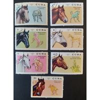 Куба 1972 лошади