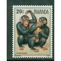 Руанда 1978 ** Фауна. Приматы. Обезьяны