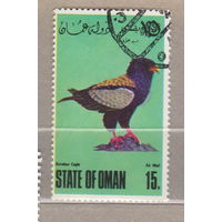 Птицы Фауна хищные птицы штат Оман ОАЭ  лот 1074