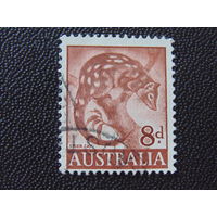 Австралия 1960 г. Пятнистохвостая сумчатая куница.