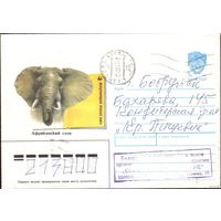 1990 год А.Исаков Африканский слон 8 90-210