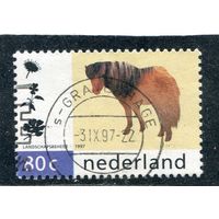 Нидерланды. Пони