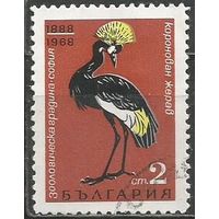 Болгария. 80 лет зоосаду. Венценосный журавль. София. 1968г. Mi#1820.