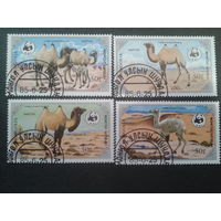 Монголия 1985 Верблюды полная серия