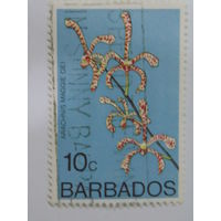 Барбадос. Цветы.