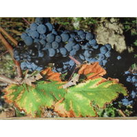 ОТКРЫТКА ПРОШЕДШАЯ ПОЧТУ. ФЛОРА. ОСЕННИЙ ВИНОГРАД. AUTUMM GRAPES.