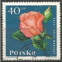 Польша. Цветы. Гибридная роза. 1964г. Mi#1536.