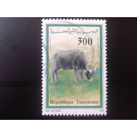 Тунис 1990 корова