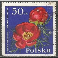 Польша. Цветы. Пиония тенелистная. 1964г. Mi#1537.