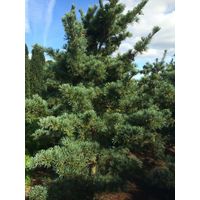 Сосна Японская / Мелкоцветная Glauca - Pinus Parviflora Glauca. до -29C. Цена за 40 шт семян 2022г