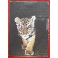 Амурский тигрёнок. Чистая. 1982 года. 219.