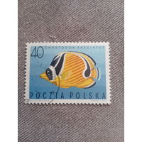 Польша 1967. Рыбы. Chaetodon fasciatus