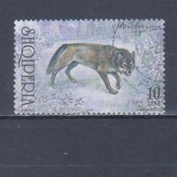[2012] Албания 2000. Фауна.Волк. Гашеная марка.