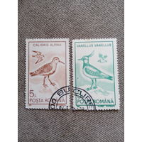 Румыния 1991. Фауна. Птицы