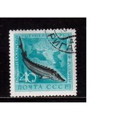 СССР-1959, (Заг.2246)  гаш.(с клеем)  ,Фауна, Рыбы