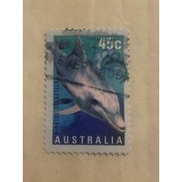 Австралия 1998. Фауна. Дельфины