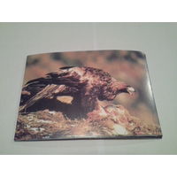 Карточка 1996 птицы