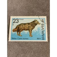 Болгария 1977. Фауна. Canis aureus. Марка из серии