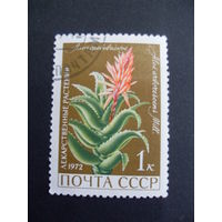 СССР. Алоэ древовидное 1972 лекарственные растения