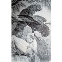 Какаду-вороны и Носатый какаду.Энциклопедическая гравюра Спб.