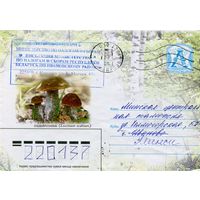 2006. Конверт, прошедший почту "Падбярозавiк"