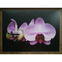 Защитная наклейка на крышку ноутбука Орхидея 263х370мм