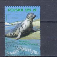 [2406] Польша 2009. Морская фауна.Тюлень. Гашеная марка.