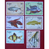 Куба. Рыбы. ( 6 марок ) 1977 года.