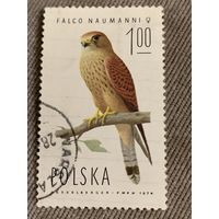 Польша 1974. Птицы. Falco naumanni. Марка из серии
