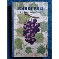 Виноград в северных районах СССР 1950 год